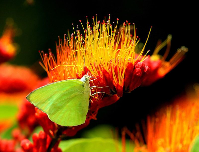 Радости весны: фото самых красивых бабочек