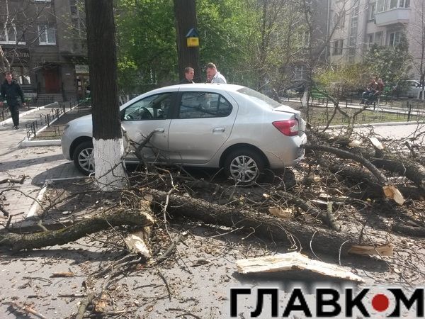 В Киеве ветер свалил на дорогу дерево: фотофакт