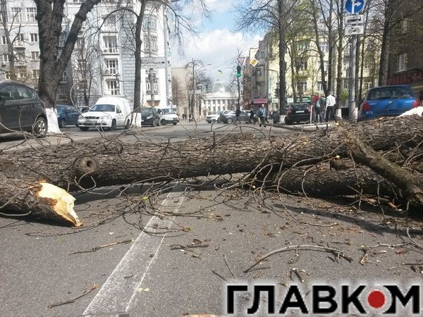 В Киеве ветер свалил на дорогу дерево: фотофакт