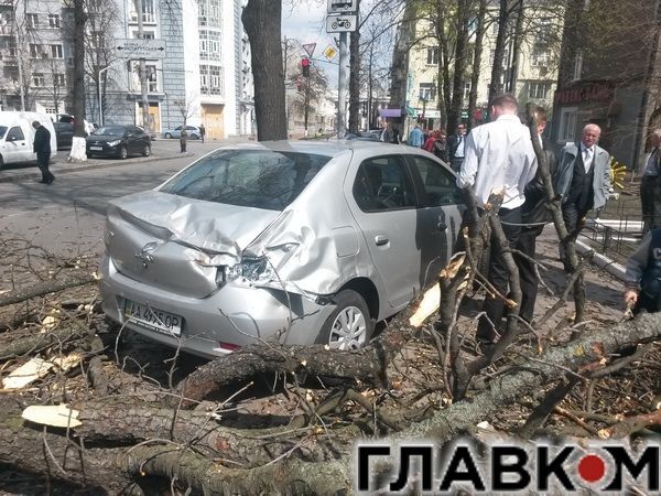В Киеве ветер свалил на дорогу дерево: фотофакт