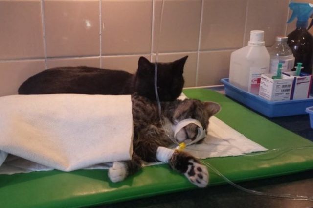 В приюте для животных работает удивительный кот-медбрат