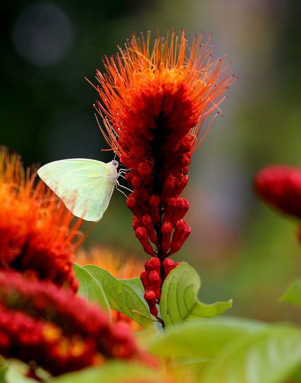 Радости весны: фото самых красивых бабочек