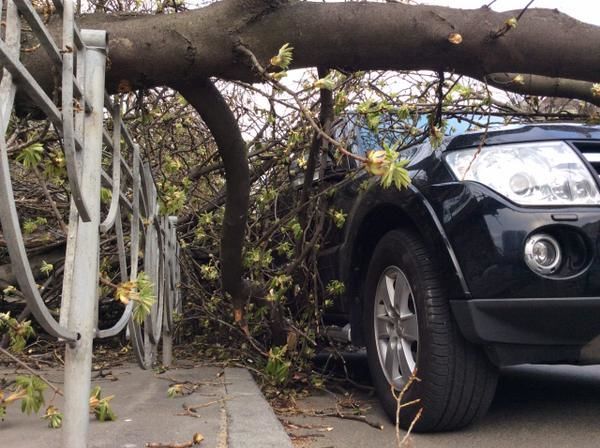 В Киеве упавшие на дорогу деревья повредили автомобили. Фотофакт