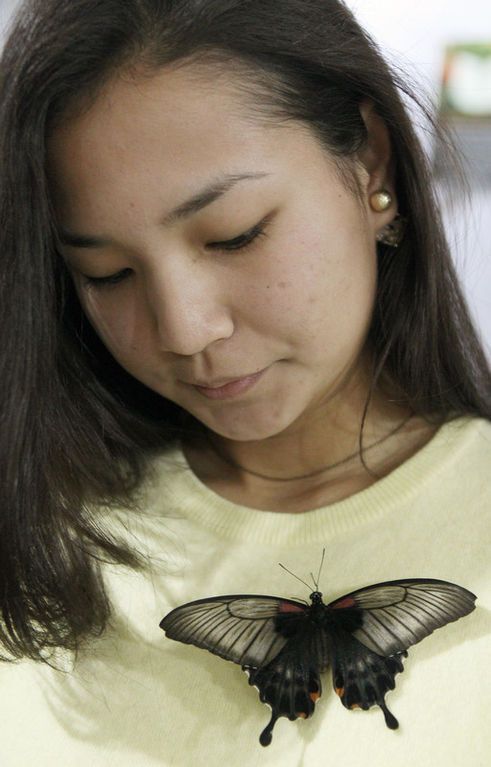 Радости весны: фото самых красивых бабочек