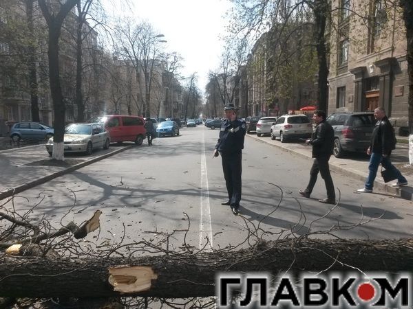 В Киеве ветер свалил на дорогу дерево: фотофакт