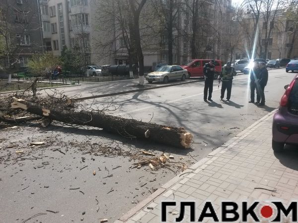 В Киеве ветер свалил на дорогу дерево: фотофакт