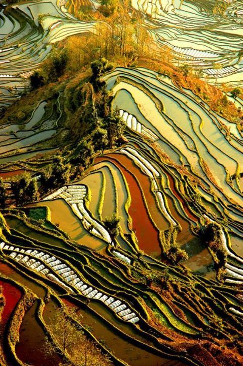 Картина маслом: нереальные фотографии рисовых полей-"витражей" с высоты птичьего полета