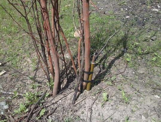 В парках Донецка к праздникам на деревьях развесили мины: фотофакт