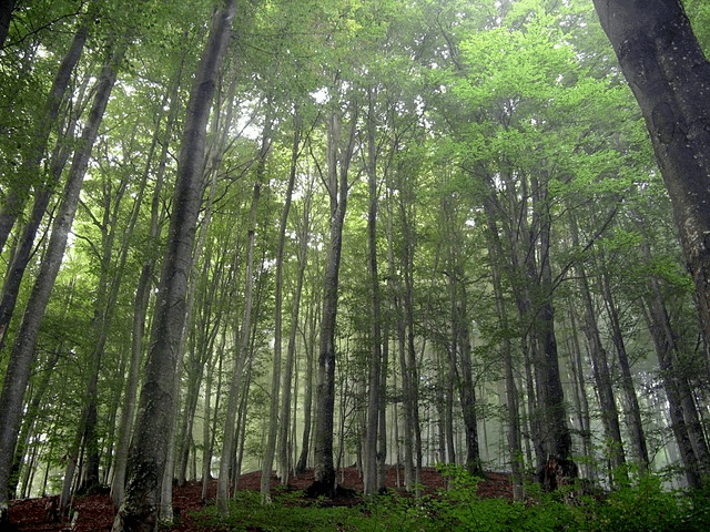Чарующие буковые леса в Карпатах, которые охраняются ЮНЕСКО