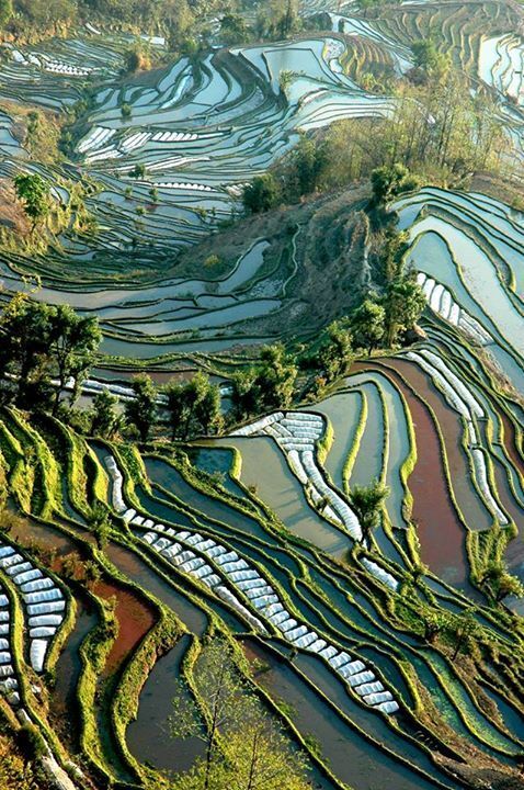 Картина маслом: нереальные фотографии рисовых полей-"витражей" с высоты птичьего полета