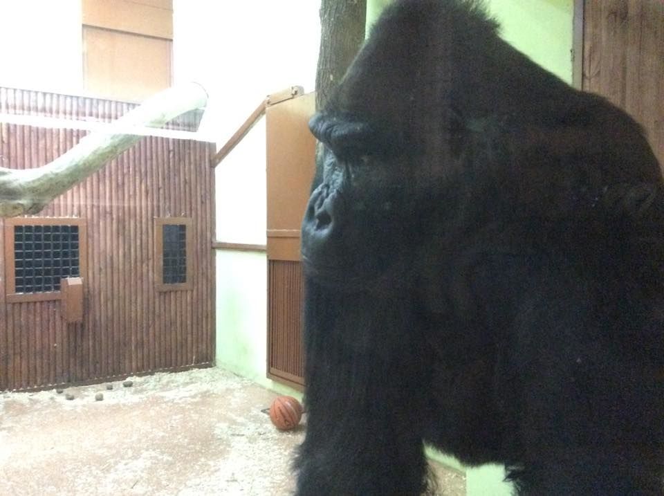 Кличко покормил в зоопарке бегемота: видеофакт