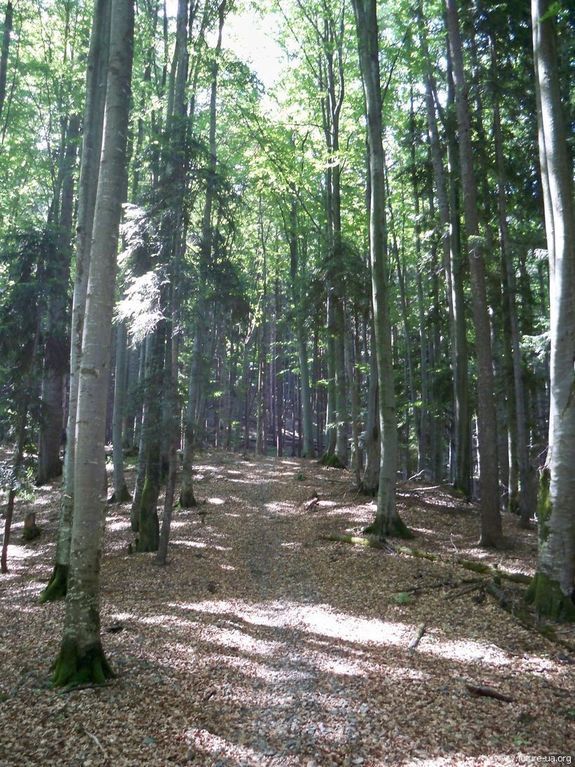 Чарующие буковые леса в Карпатах, которые охраняются ЮНЕСКО