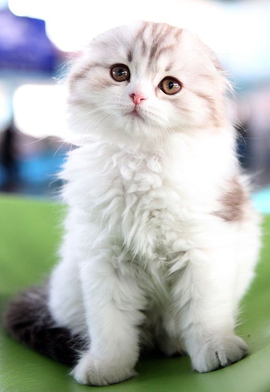На выставке кошек в Бишкеке показали гигантских "вопящих" мэйн-кунов: фотофакт