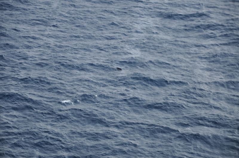 Россия приостановила поиски моряков с затонувшего траулера в Охотском море: добавлены фото