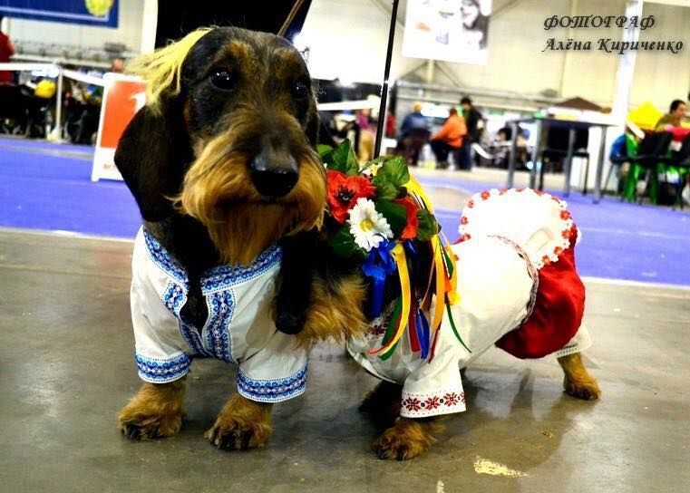 В Киеве прошел парад собак-"бандеровцев" в вышиванках и веночках: фото с выставки