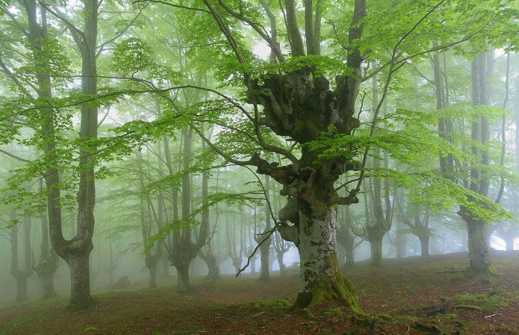 Прогулка по мистическому лесу страны басков