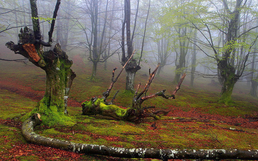 Прогулка по мистическому лесу страны басков