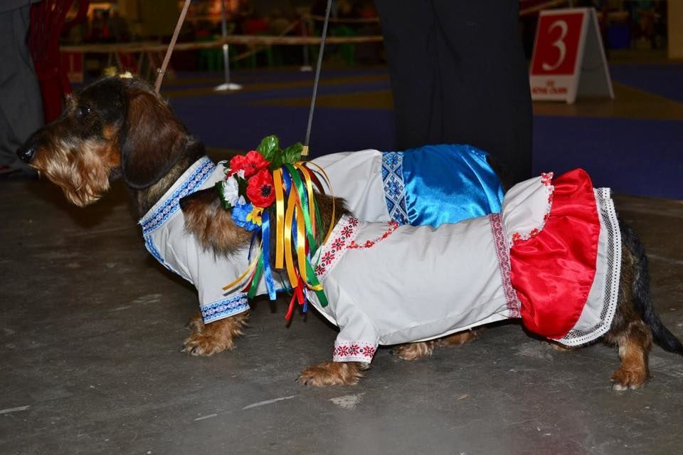 В Киеве прошел парад собак-"бандеровцев" в вышиванках и веночках: фото с выставки