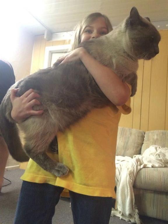 Коты-гиганты, которые сами могут гонять собак