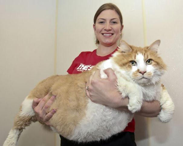 Коты-гиганты, которые сами могут гонять собак