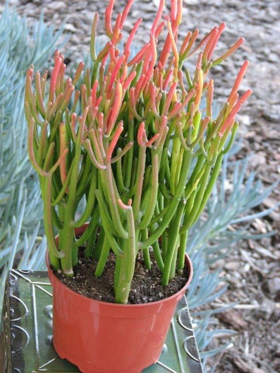 13 фантастических растений, которые можно вырастить на подоконнике