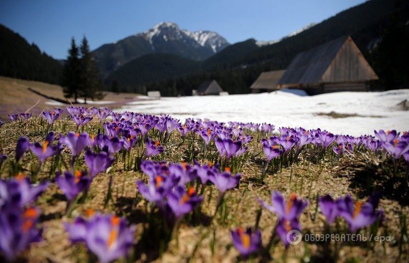 В Татрах зацвели крокусы: потрясающие горы в фиолетовых цветах