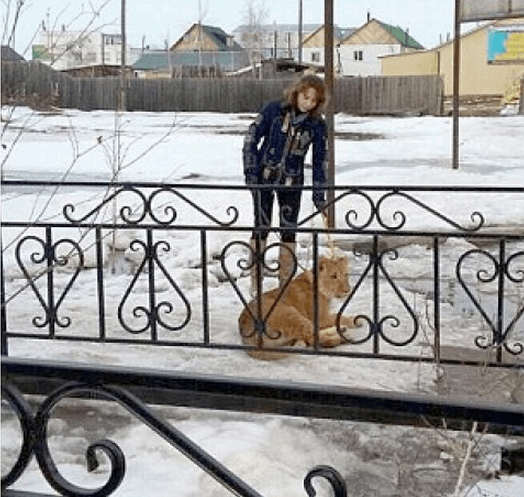 В России лев растерзал ребенка, возвращавшегося из школы: фотофакт