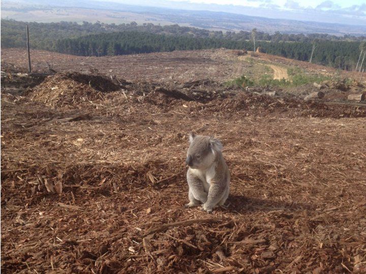22 шокирующих фото, доказывающие экологическую катастрофу Земли