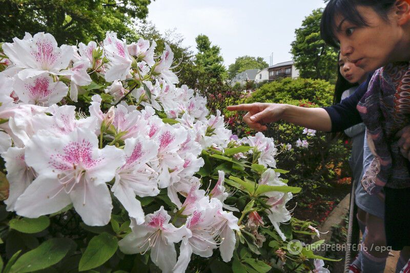 Невероятная красота: в Японии зацвели тысячи азалий
