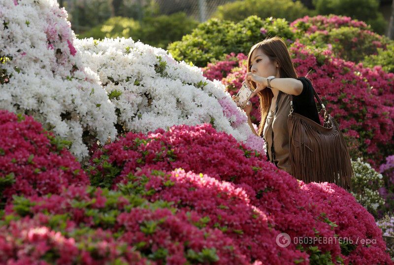 Невероятная красота: в Японии зацвели тысячи азалий