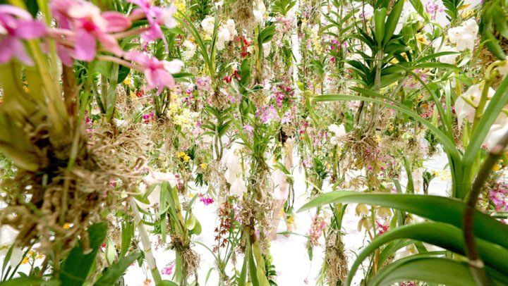 В Японии открылся необычный сад "летающих" растений