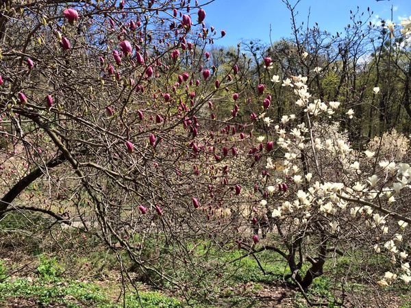 В киевском ботсаду расцветают розовые магнолии: фотофакт