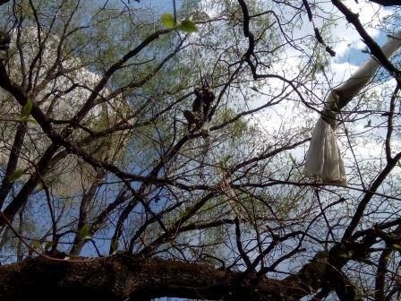 Юноша застрял на дереве после прыжка с парашютом на Днепропетровщине
