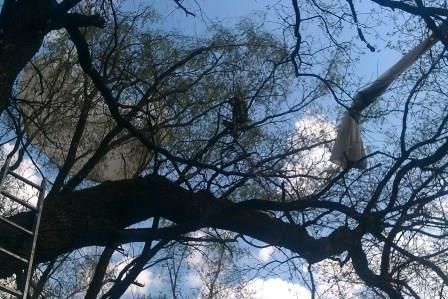 Юноша застрял на дереве после прыжка с парашютом на Днепропетровщине