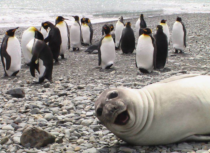Смешно до слез: фотобомбы с самыми забавными животными