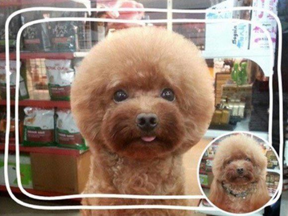 Тайванцы делают собакам квадратные прически, чтобы они стали звездами соцсетей