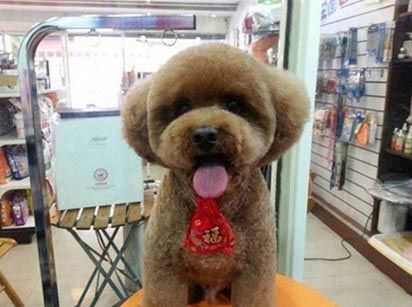 Тайванцы делают собакам квадратные прически, чтобы они стали звездами соцсетей