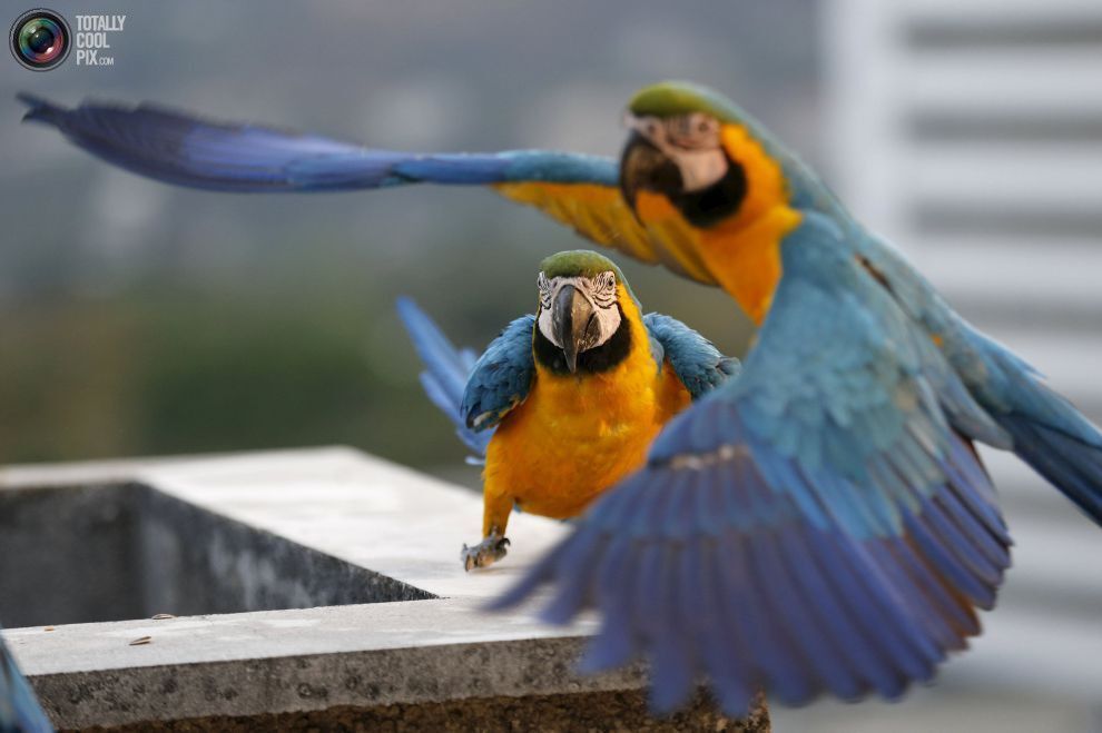 Почти как воробьи: вездесущие попугаи ара в Венесуэле