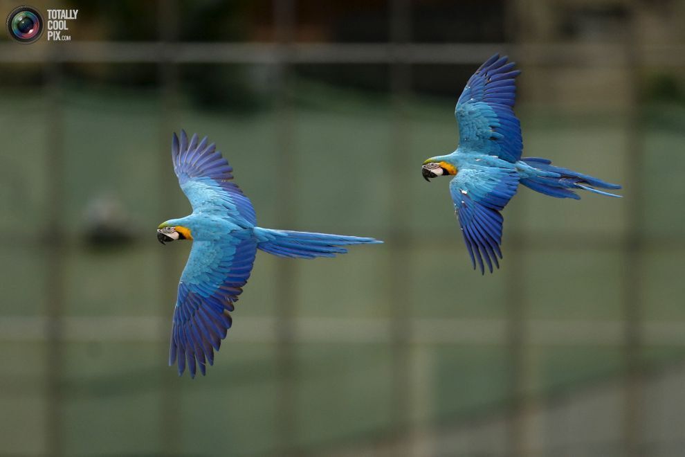 Почти как воробьи: вездесущие попугаи ара в Венесуэле