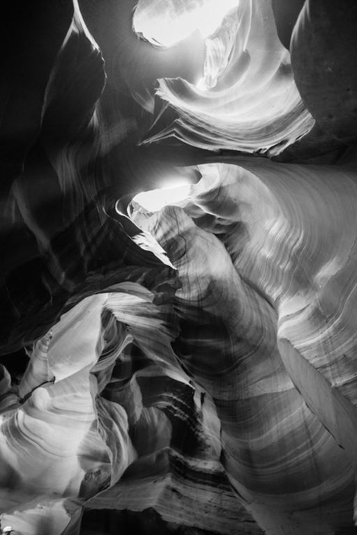 Черно-белая дикая природа Америки