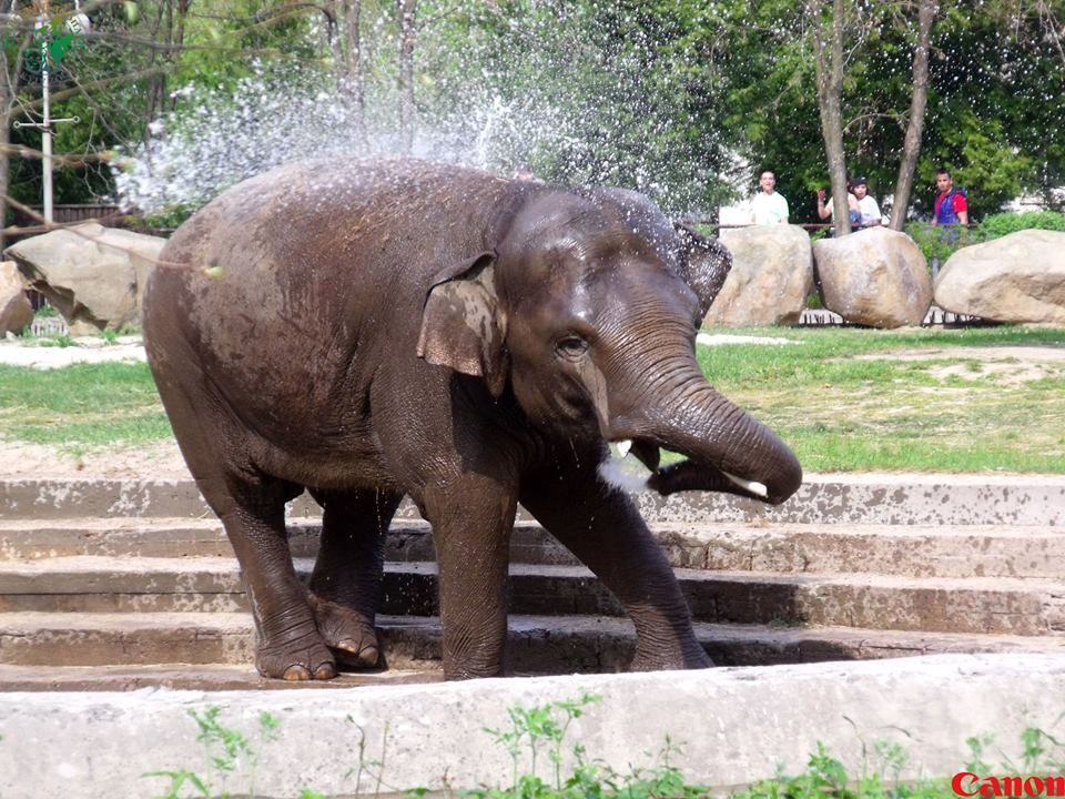 Как купается слон из киевского зоопарка: опубликованы фото