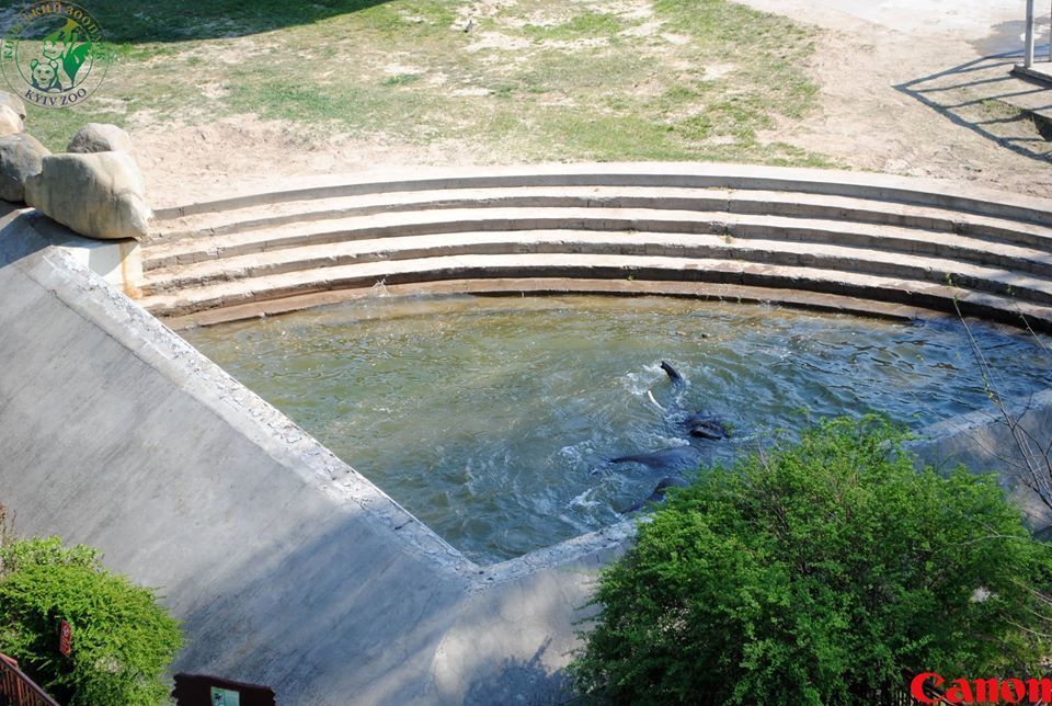 Как купается слон из киевского зоопарка: опубликованы фото