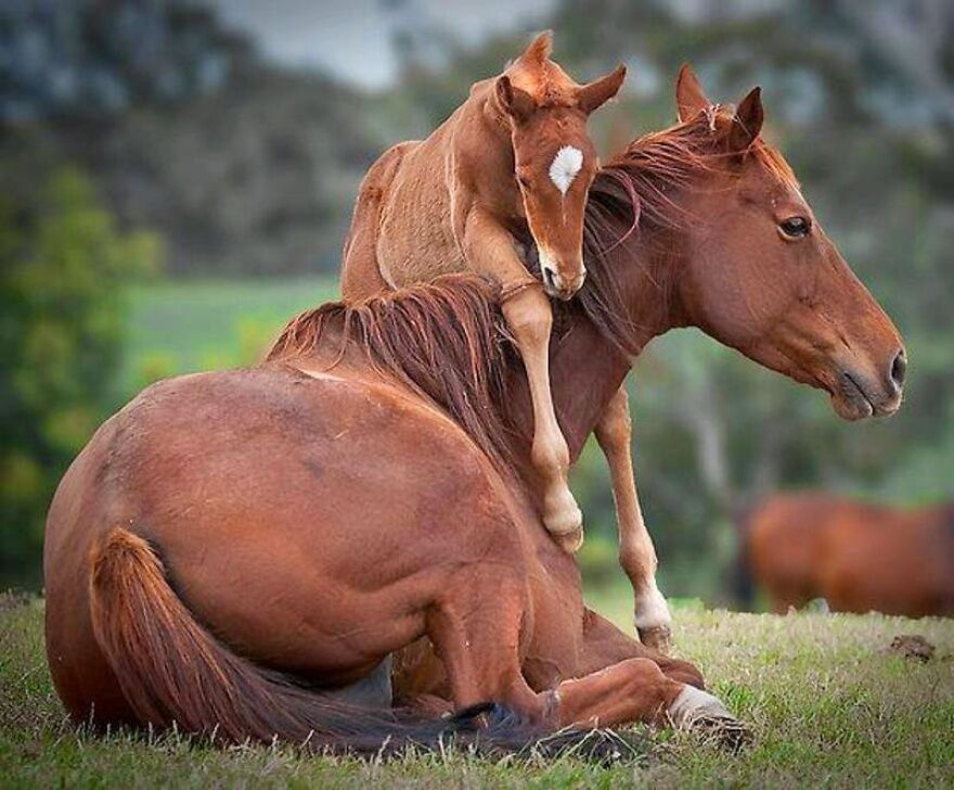 20 трогательных фото животных, знающих силу материнской любви