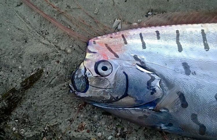 На берег Новой Зеландии выбросило гигантскую рыбу-чудовище: фото