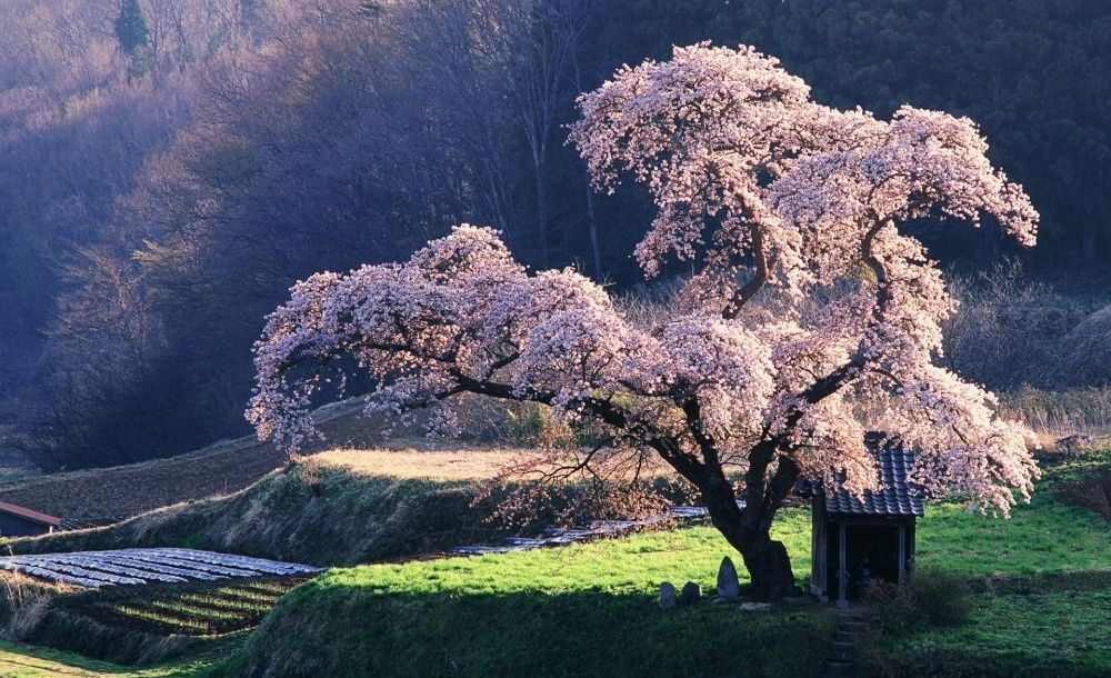 В Японии зацвела сакура: захватывающие дух фотографии