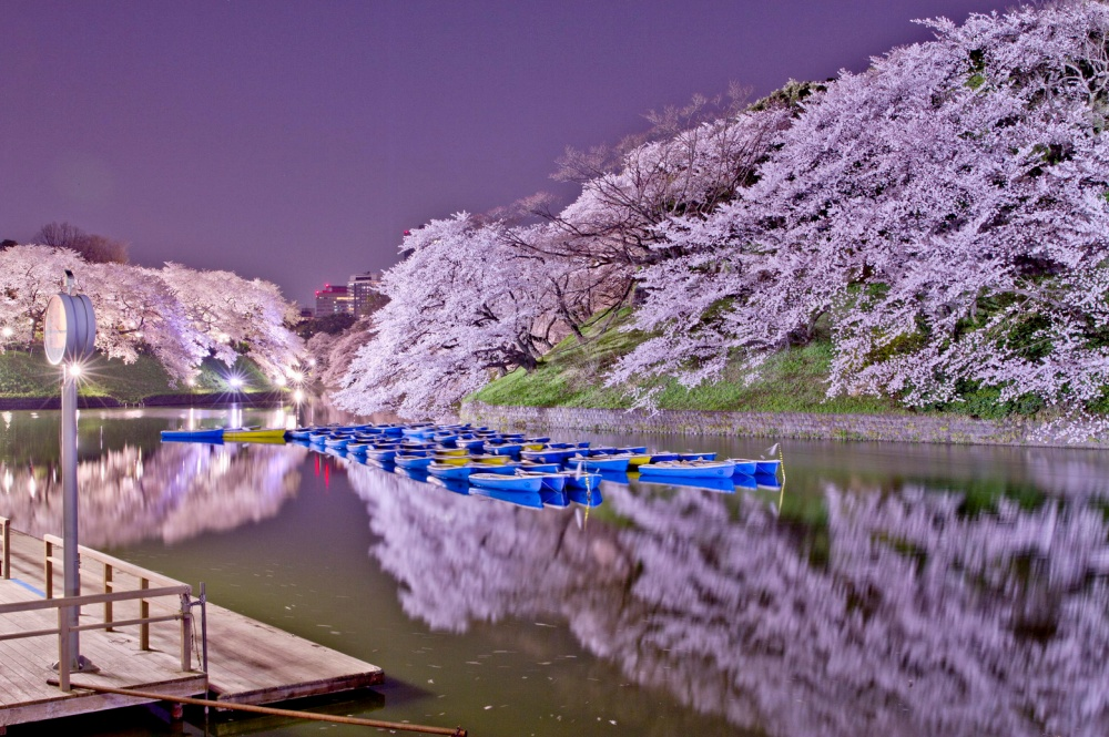 В Японии зацвела сакура: захватывающие дух фотографии
