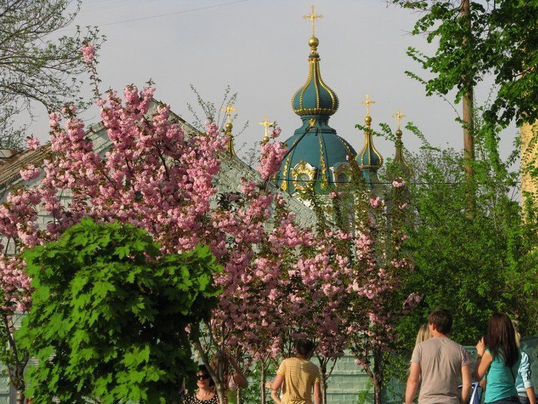 Куда поехать на майские: цветущее сакурой и нарциссами Закарпатье