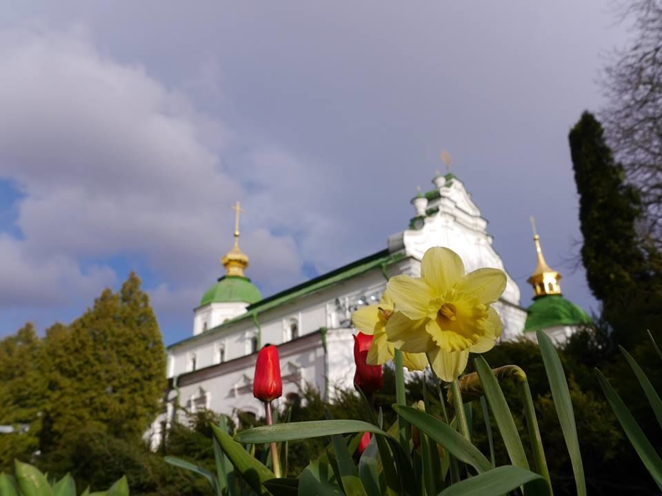 В Киеве зацвели первые тюльпаны и нарциссы
