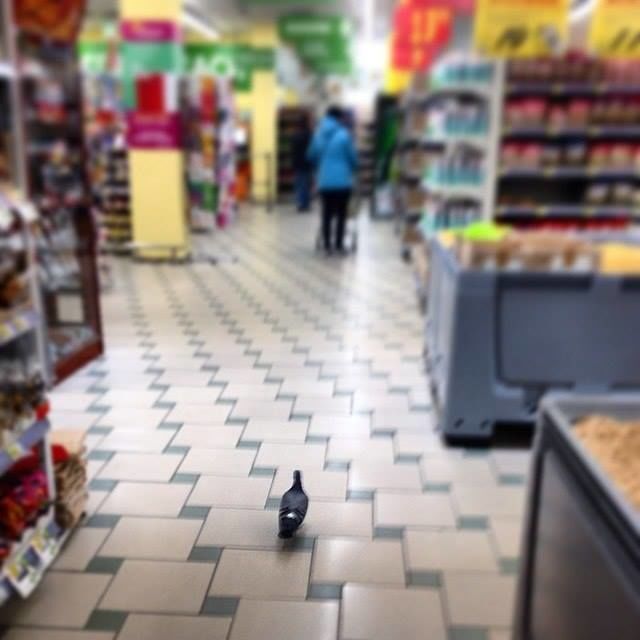 В киевском супермаркете поскандалили из-за голубя
