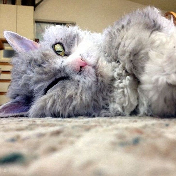 Интернет покорил кот Альберт – самый злобный кот в сети